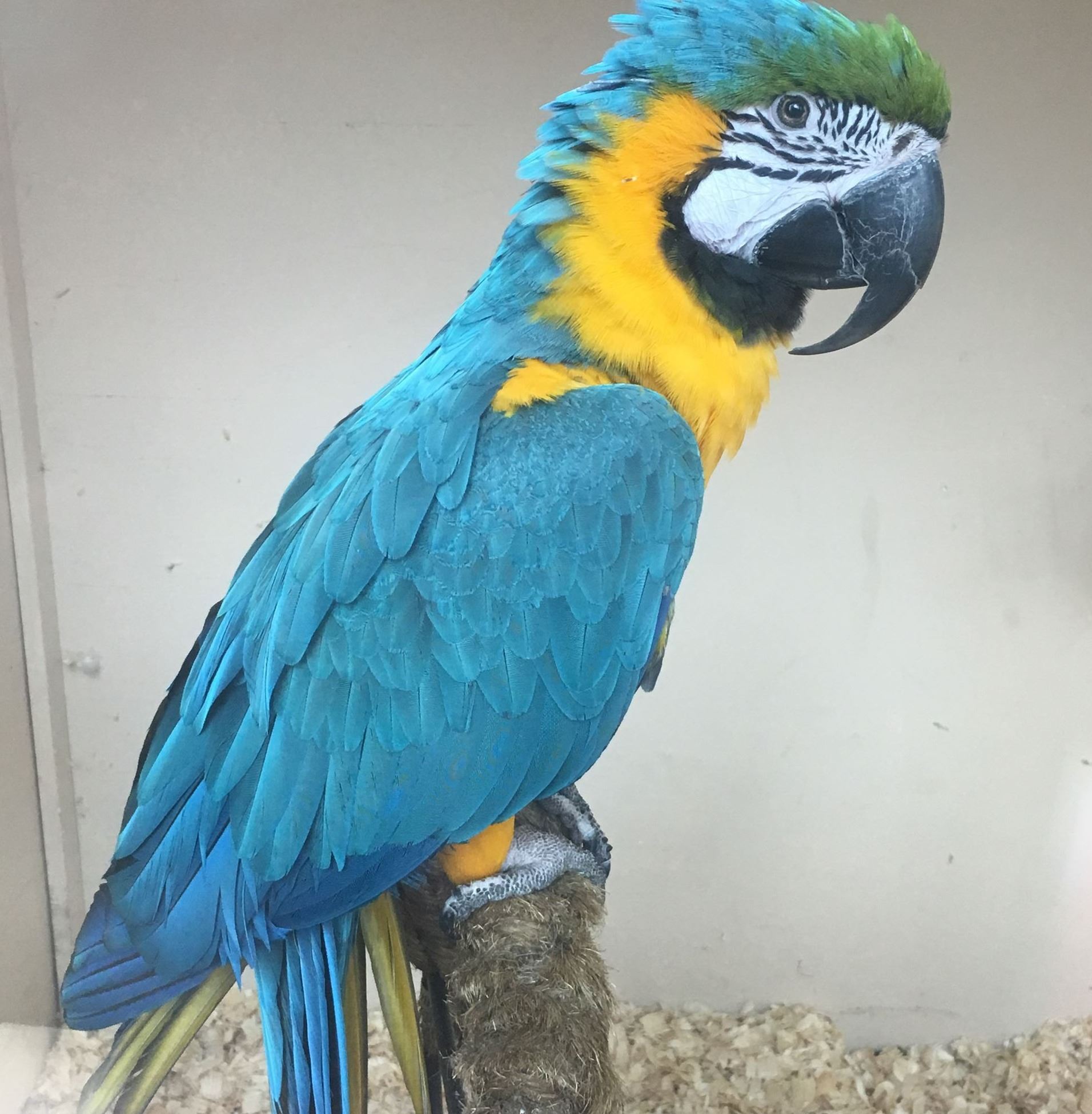 Blue & Gold macaw